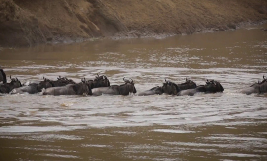 7 Days Serengeti Migration Budget Safari