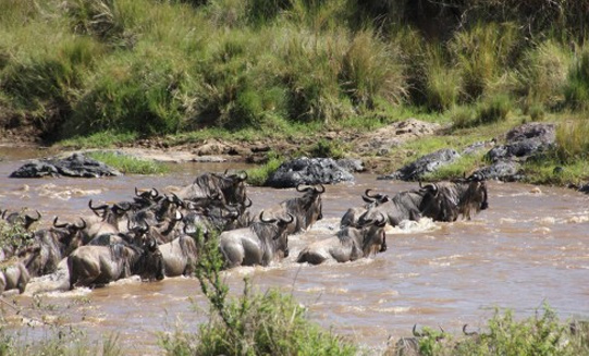 7 Days Serengeti Migration Budget Safari