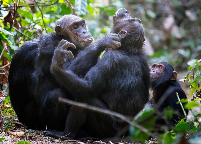 Gombe Stream National Park