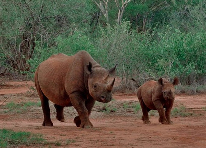 Mkomazi National Park