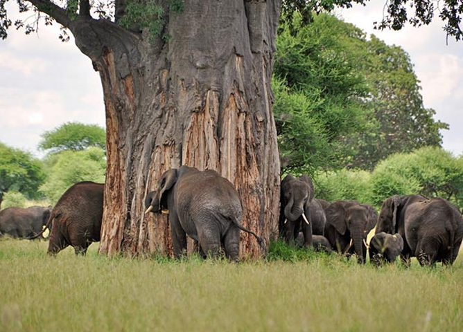 Tarangire National Park