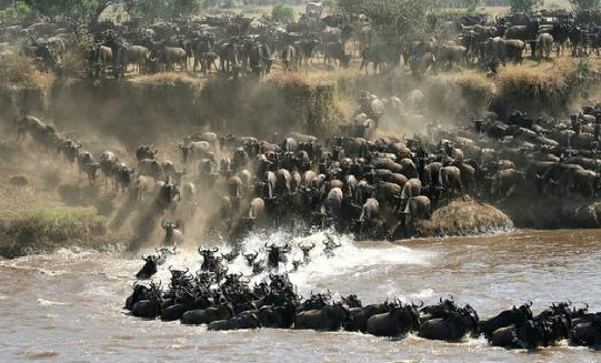 7 Days Mid-Range Serengeti Migration