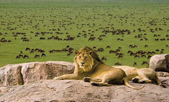 10 Days Serengeti Wildebeest Migration Safari