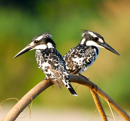 Bird Watching Safari